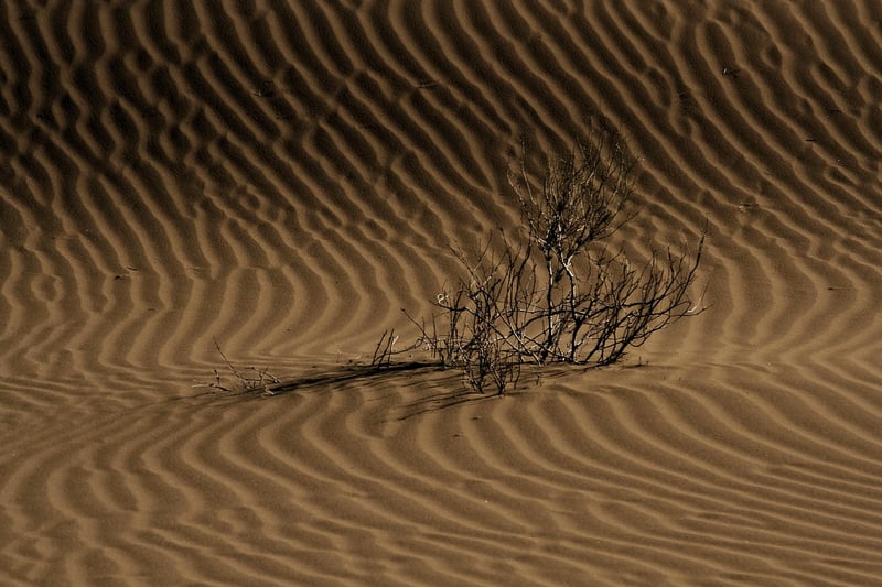 Desert Expeditions