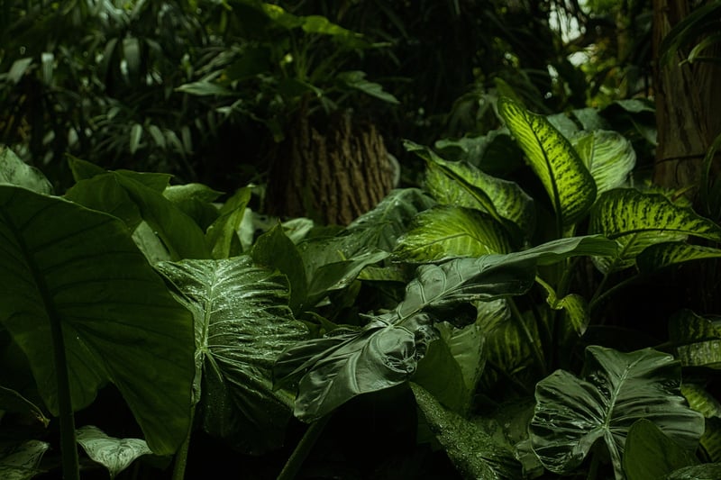 Jungle Treks