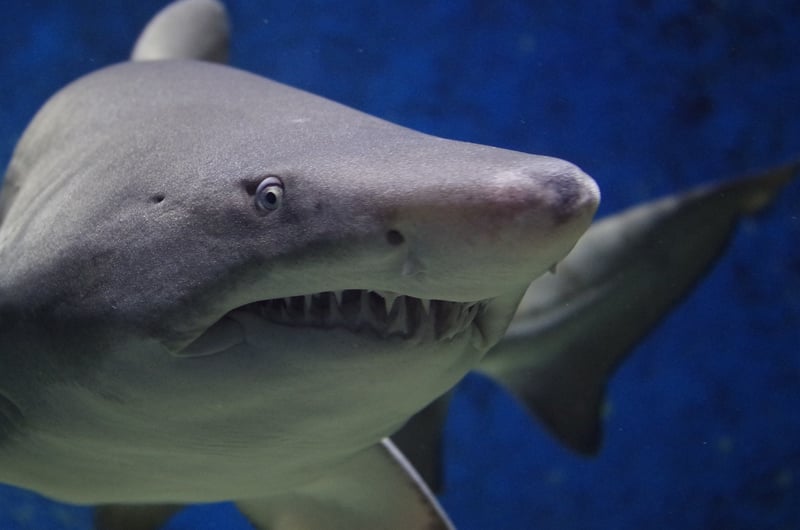 Shark Cage Diving
