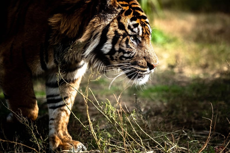 Jungle Trekking